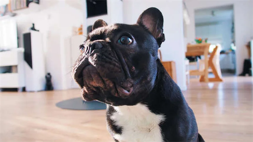 Dog Lumps and Bumps: How to Spot Cancerous vs. Benign Growths