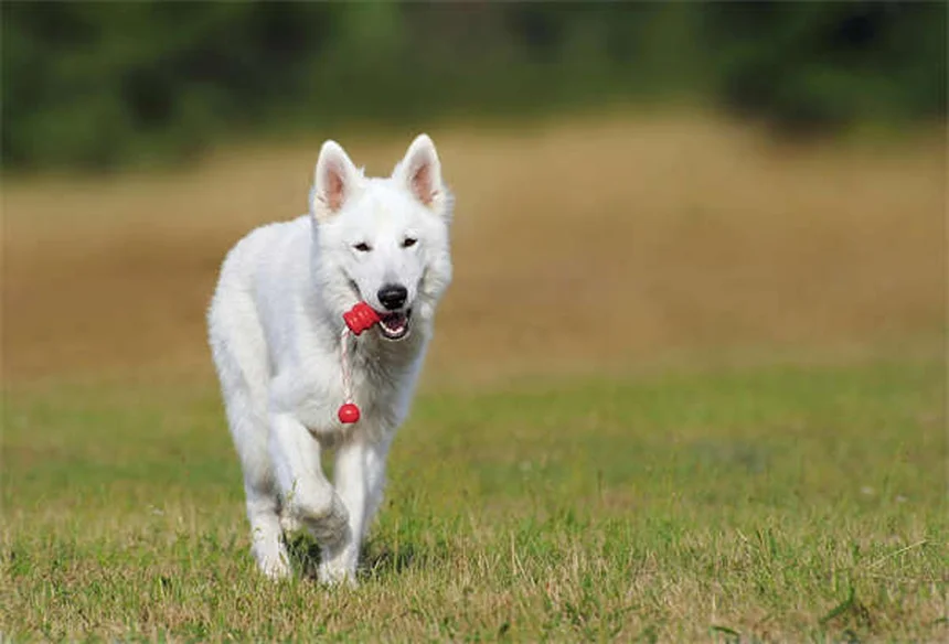 Dog Lumps and Bumps: How to Spot Cancerous vs. Benign Growths