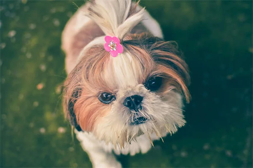 Dog Lumps and Bumps: How to Spot Cancerous vs. Benign Growths