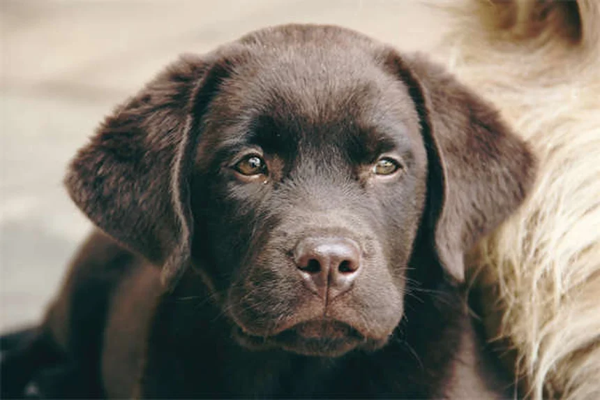 How to Tell If Your Dog Is in Pain: 7 Warning Signs Every Pet Owner Should Know