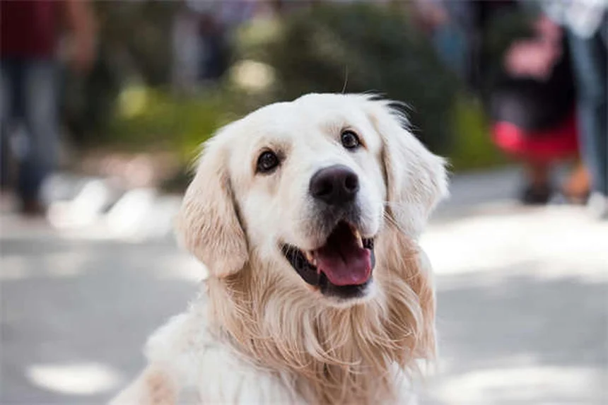 How to Tell If Your Dog Is in Pain: 7 Warning Signs Every Pet Owner Should Know