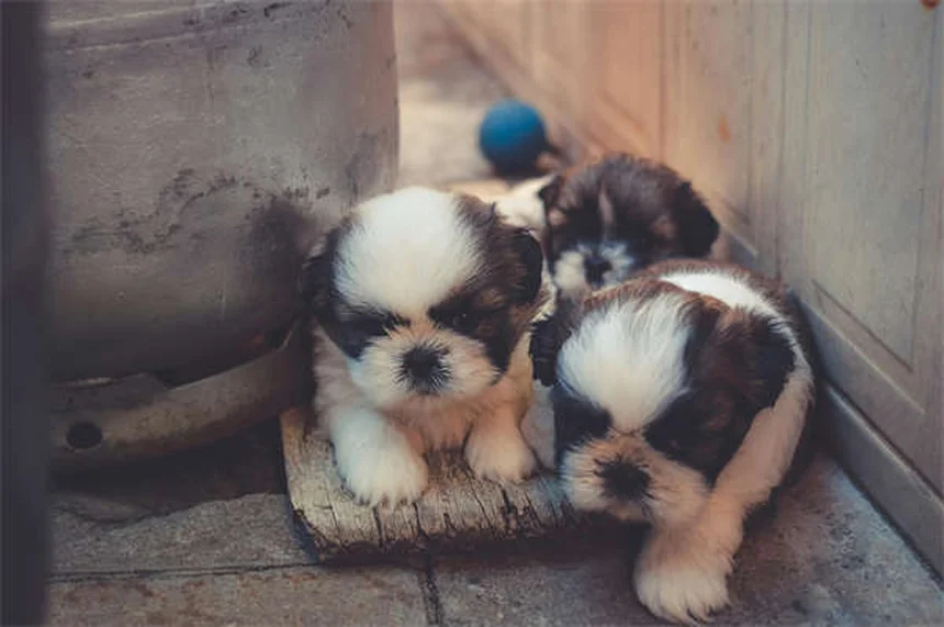 How to Tell If Your Dog Is in Pain: 7 Warning Signs Every Pet Owner Should Know