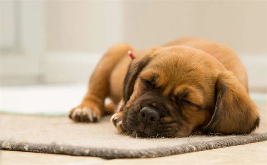Benazepril for Dogs: Vet-Approved Uses, Dosage & Side Effects