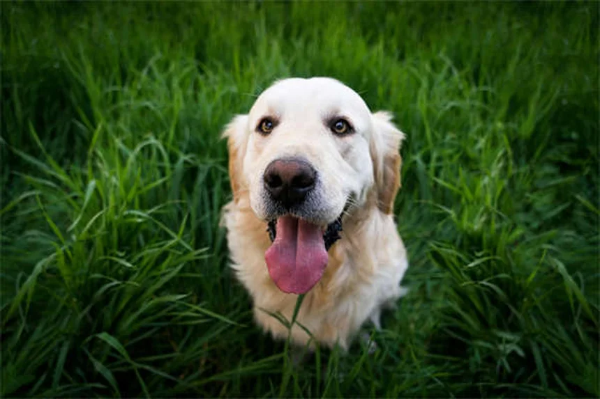 Benazepril for Dogs: Vet-Approved Uses, Dosage & Side Effects