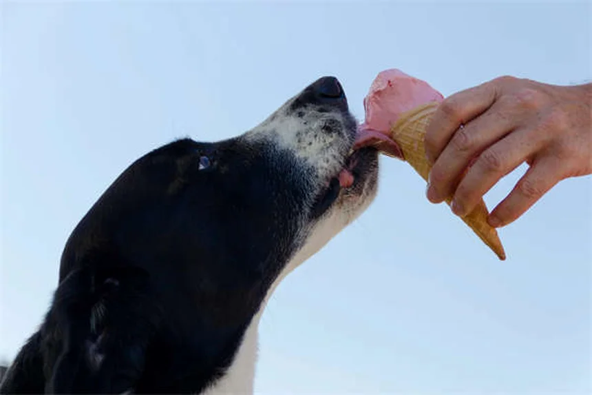 Benazepril for Dogs: Vet-Approved Uses, Dosage & Side Effects