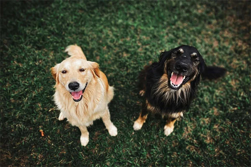 Rabbit Hemorrhagic Disease Virus: 5 Critical Facts Every Owner Must Know