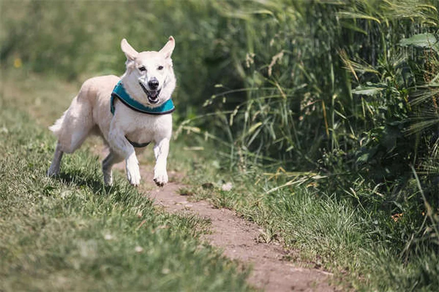 Rabbit Hemorrhagic Disease Virus: 5 Critical Facts Every Owner Must Know