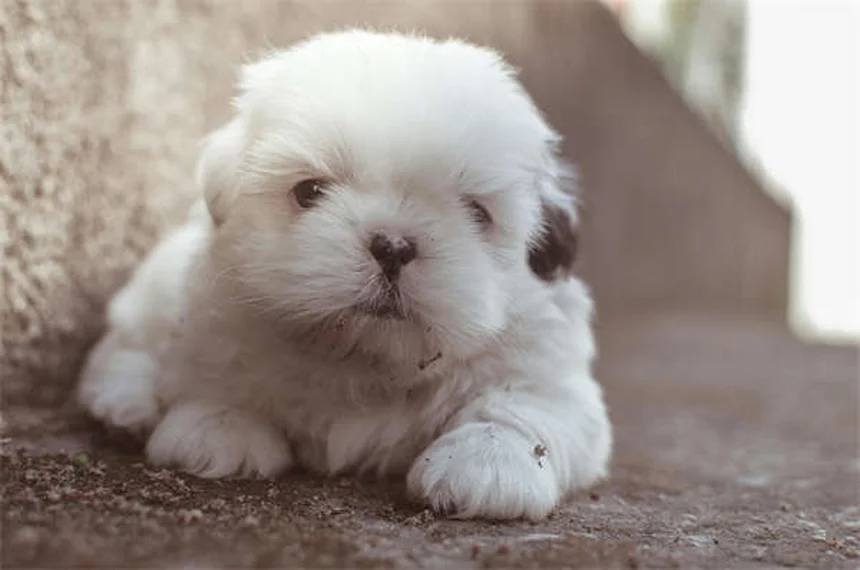 Flystrike in Rabbits: 5 Warning Signs & Emergency Treatment