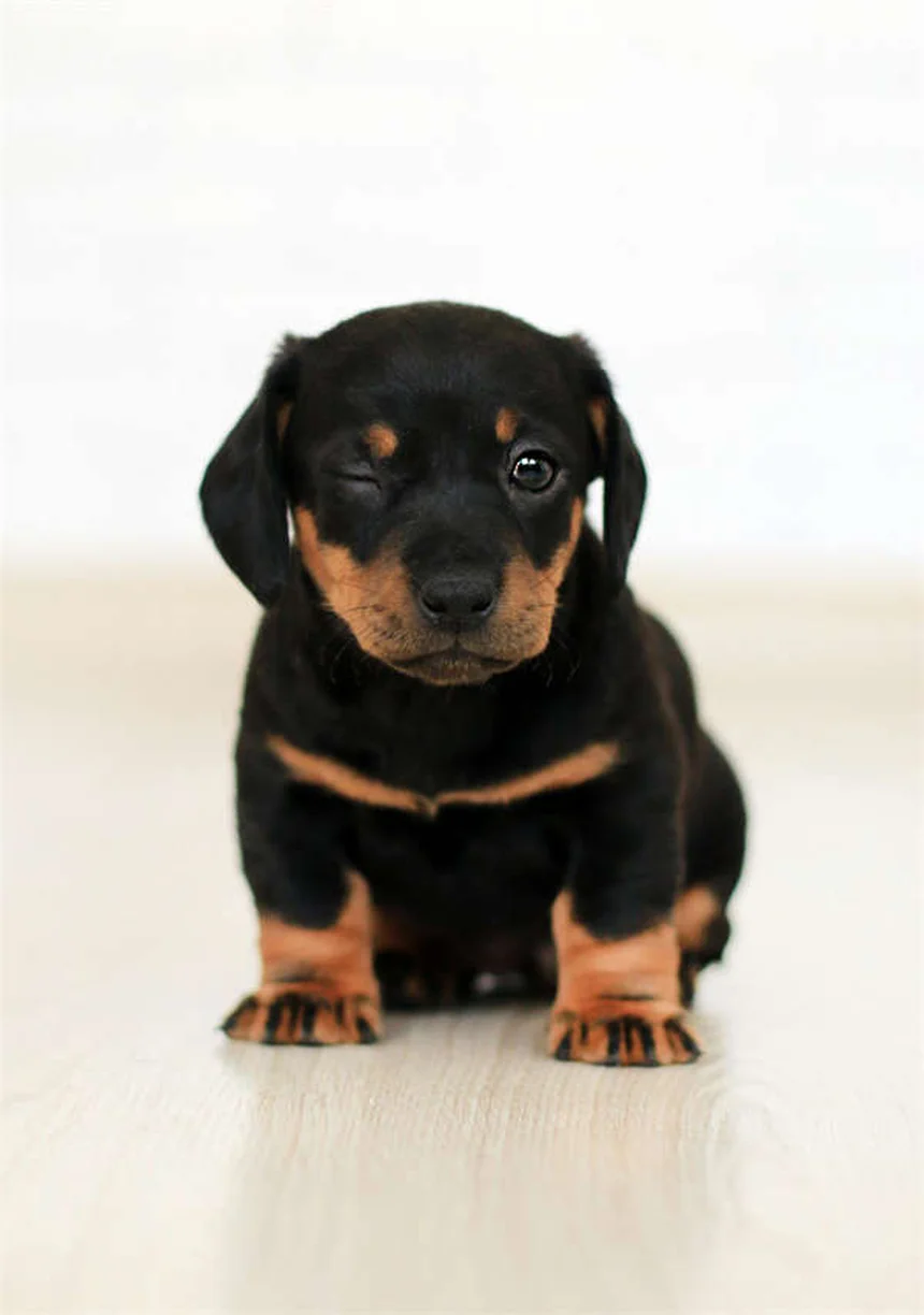 Dog BBQ Safety: 5 Must-Know Tips to Protect Your Pup This Summer
