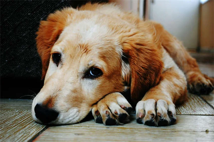 Dog BBQ Safety: 5 Must-Know Tips to Protect Your Pup This Summer