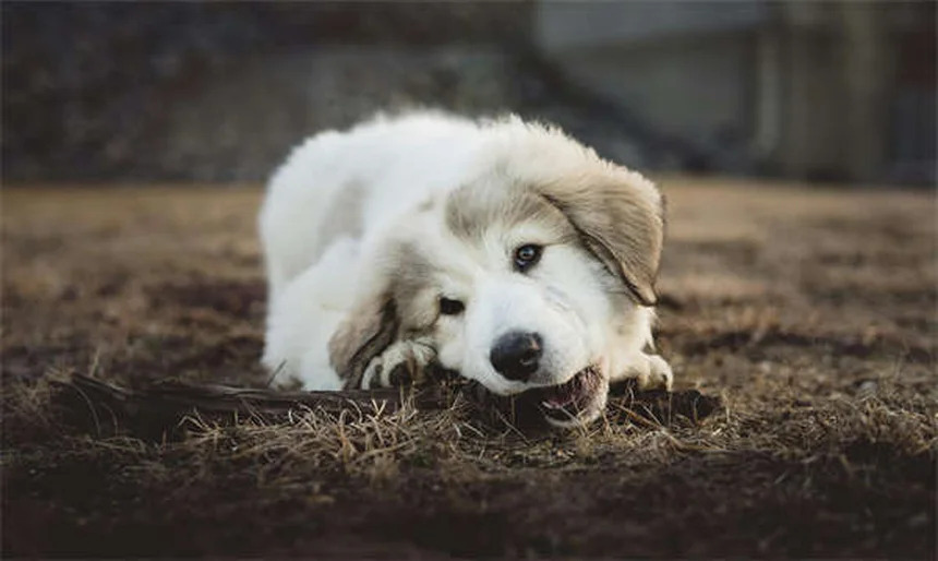 Why Is My Dog Pressing Their Head Against the Wall? 5 Warning Signs