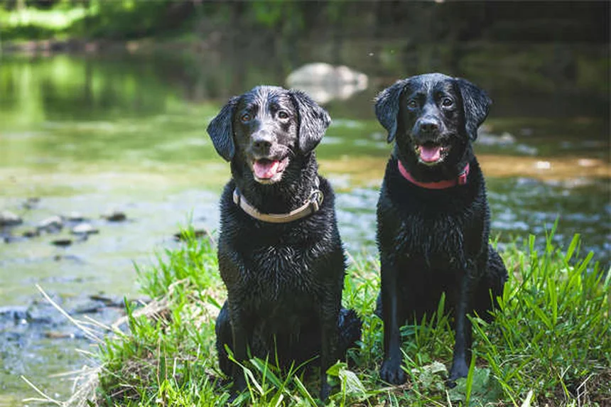 Vetmedin for Dogs: What Every Pet Owner Needs to Know