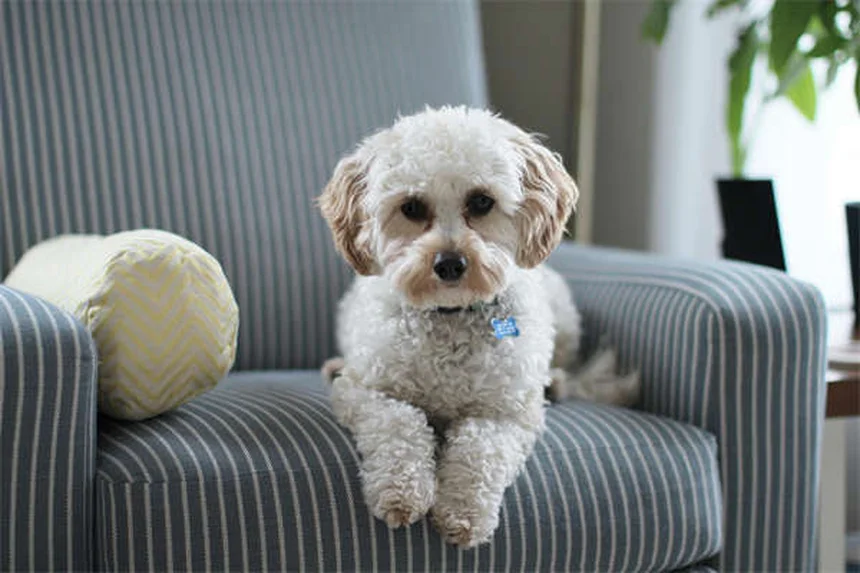 Vetmedin for Dogs: What Every Pet Owner Needs to Know