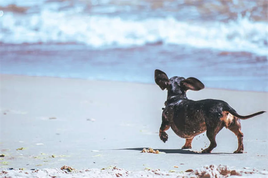 Vetmedin for Dogs: What Every Pet Owner Needs to Know