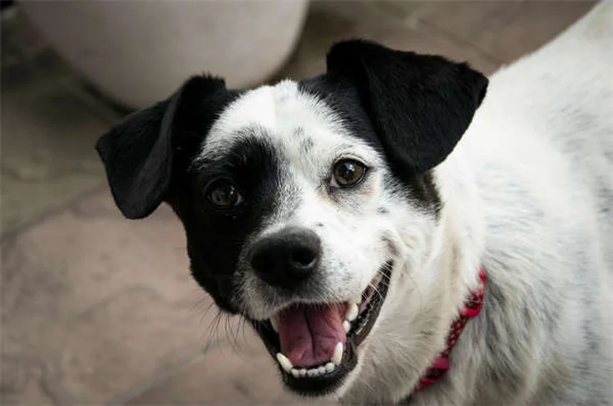 5 Proven Ways to Help Your Constipated Dog Poop Fast