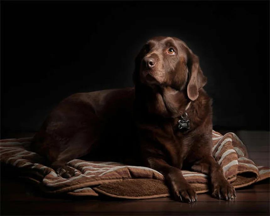 5 Shocking Ways Secondhand Smoke Harms Your Pets (And How to Protect Them)