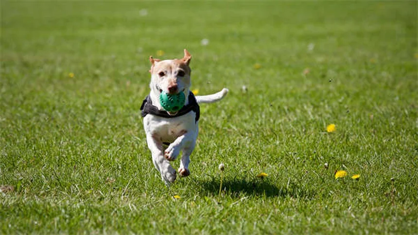 Bordetella in Guinea Pigs: 5 Critical Signs & Prevention Tips