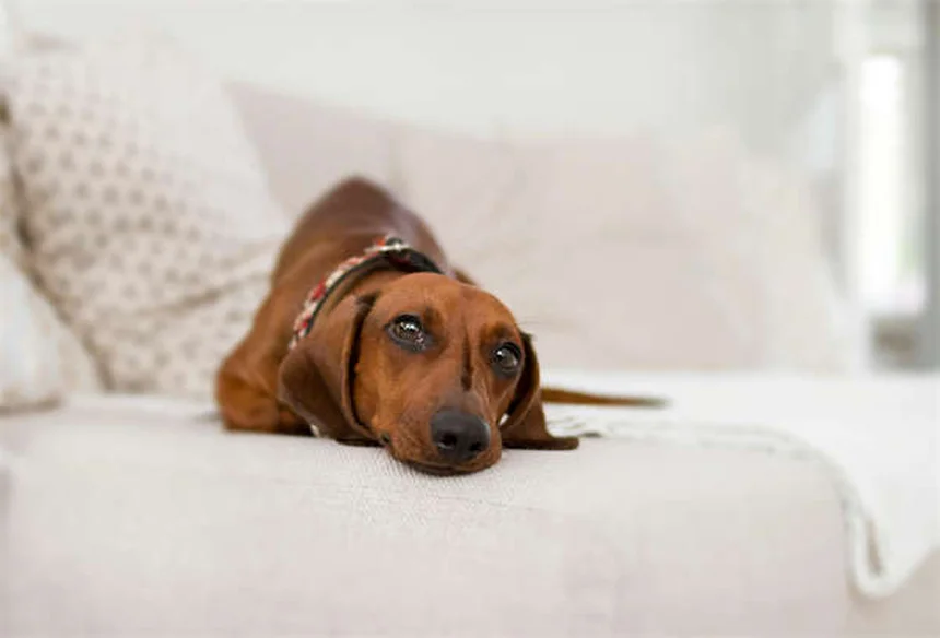 Reverse Sneezing in Cats: What It Is & When to Worry