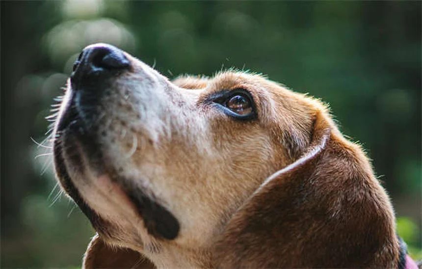 Kitten Flea and Tick Prevention: Safe Solutions for Your Furry Friend