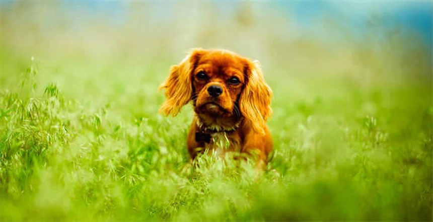 10 Proven Ways to Remove Ticks from Cats Fast & Safely