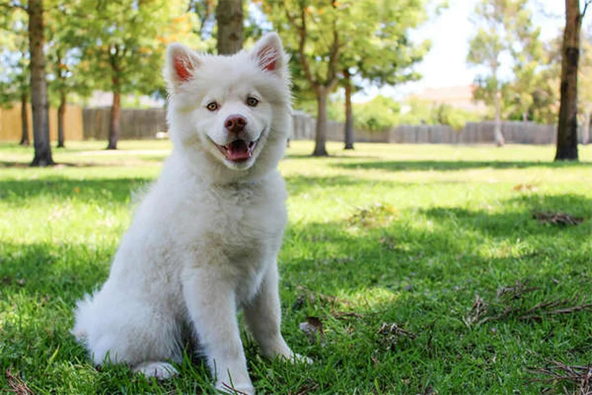 10 Proven Ways to Remove Ticks from Cats Fast & Safely