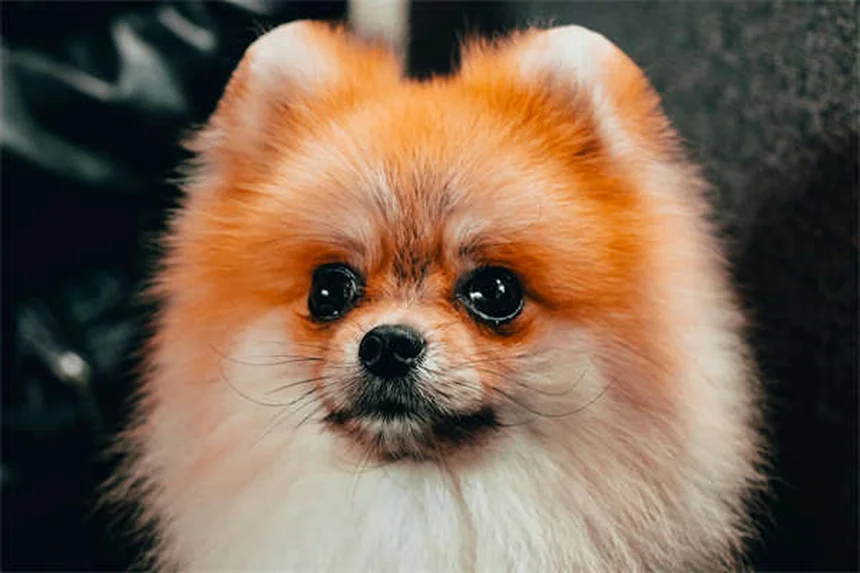 5 Best Home Remedies for Itchy Dogs (Vet-Approved Solutions)