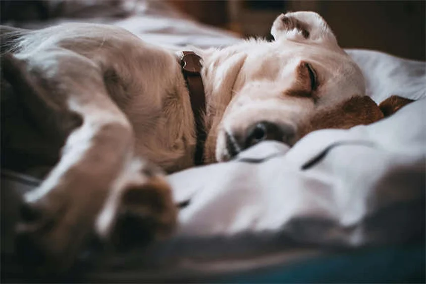 5 Best Home Remedies for Itchy Dogs (Vet-Approved Solutions)