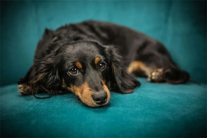 5 Best Home Remedies for Itchy Dogs (Vet-Approved Solutions)