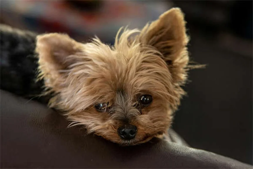 Puppy Sleep Guide: How Much Do Puppies Sleep & Best Bedtime Tips