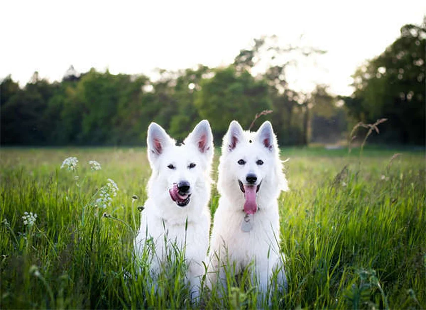 Puppy Sleep Guide: How Much Do Puppies Sleep & Best Bedtime Tips