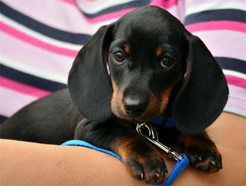 5 Proven Ways to Relieve Dog Arthritis Pain at Home
