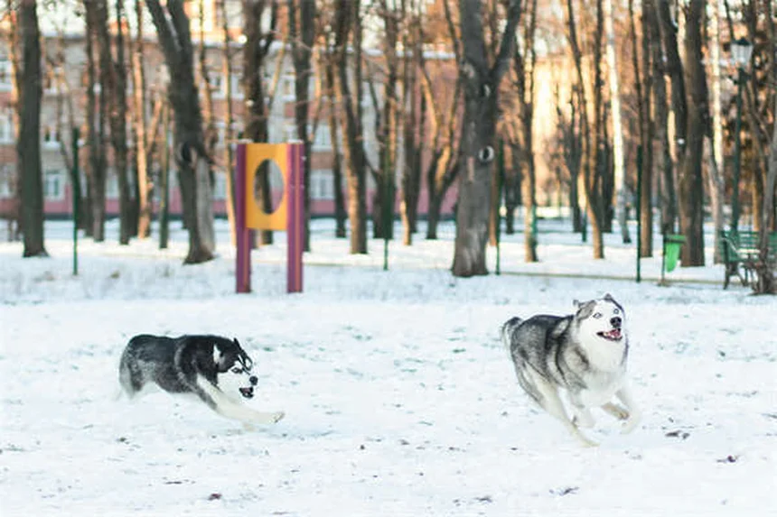 5 Proven Ways to Relieve Dog Arthritis Pain at Home