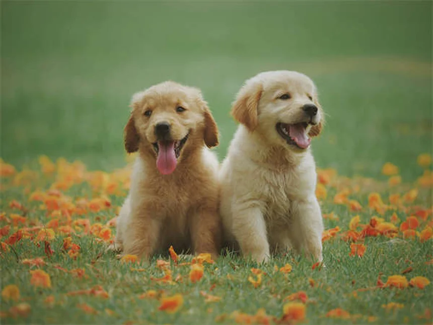 5 Proven Ways to Relieve Dog Arthritis Pain at Home