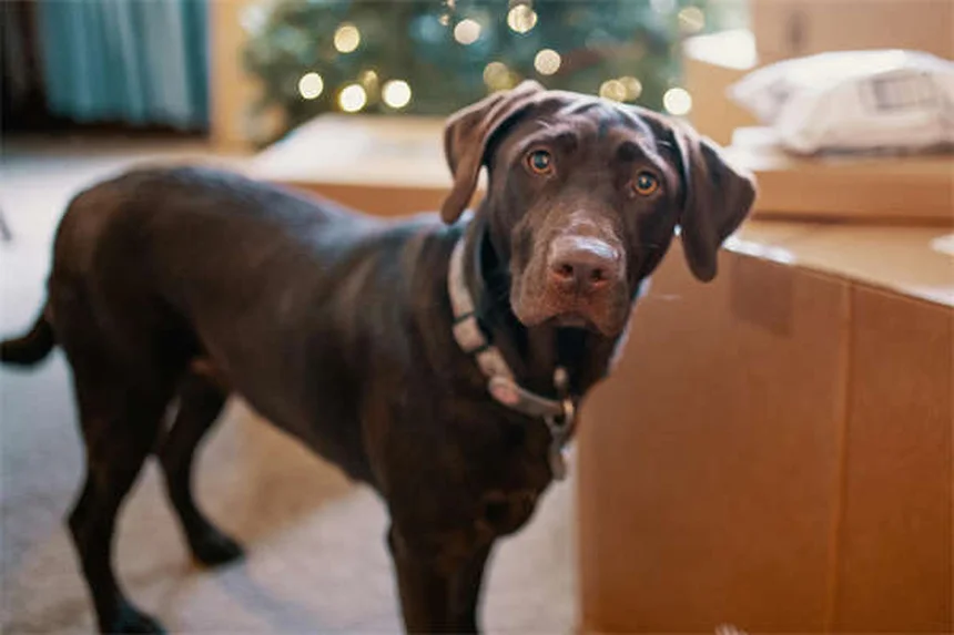 Pepcid for Pets: Safe Dosage & Side Effects Guide