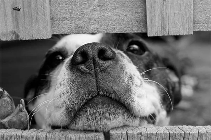 Dog Zoomies Explained: Why Your Pup Goes Crazy Running in Circles