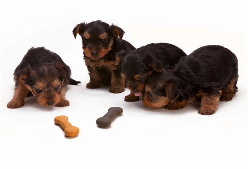 Dog Zoomies Explained: Why Your Pup Goes Crazy Running in Circles
