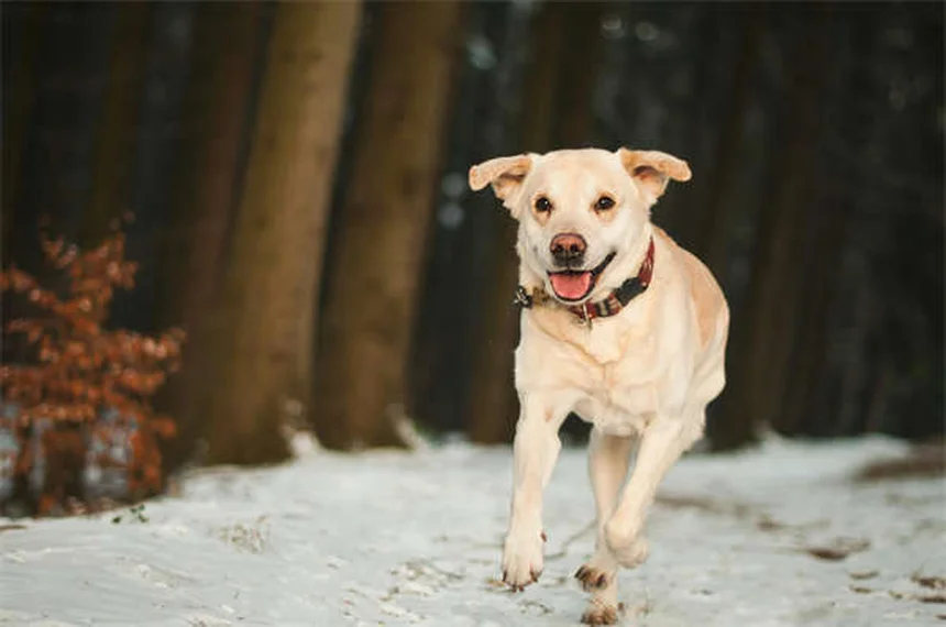 Dog Zoomies Explained: Why Your Pup Goes Crazy Running in Circles
